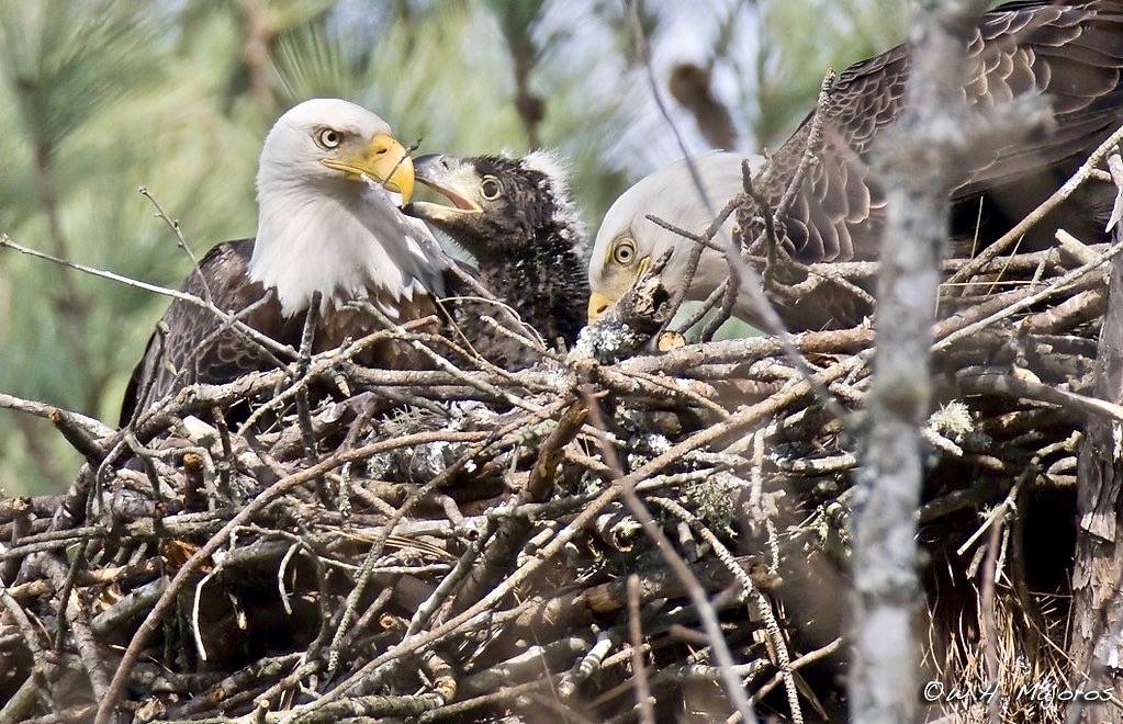 Bald Eagle Adults and Chick (North Carolina) by bmajoros is licensed under CC BY-SA 2.0